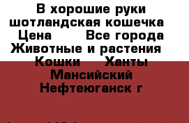 В хорошие руки шотландская кошечка › Цена ­ 7 - Все города Животные и растения » Кошки   . Ханты-Мансийский,Нефтеюганск г.